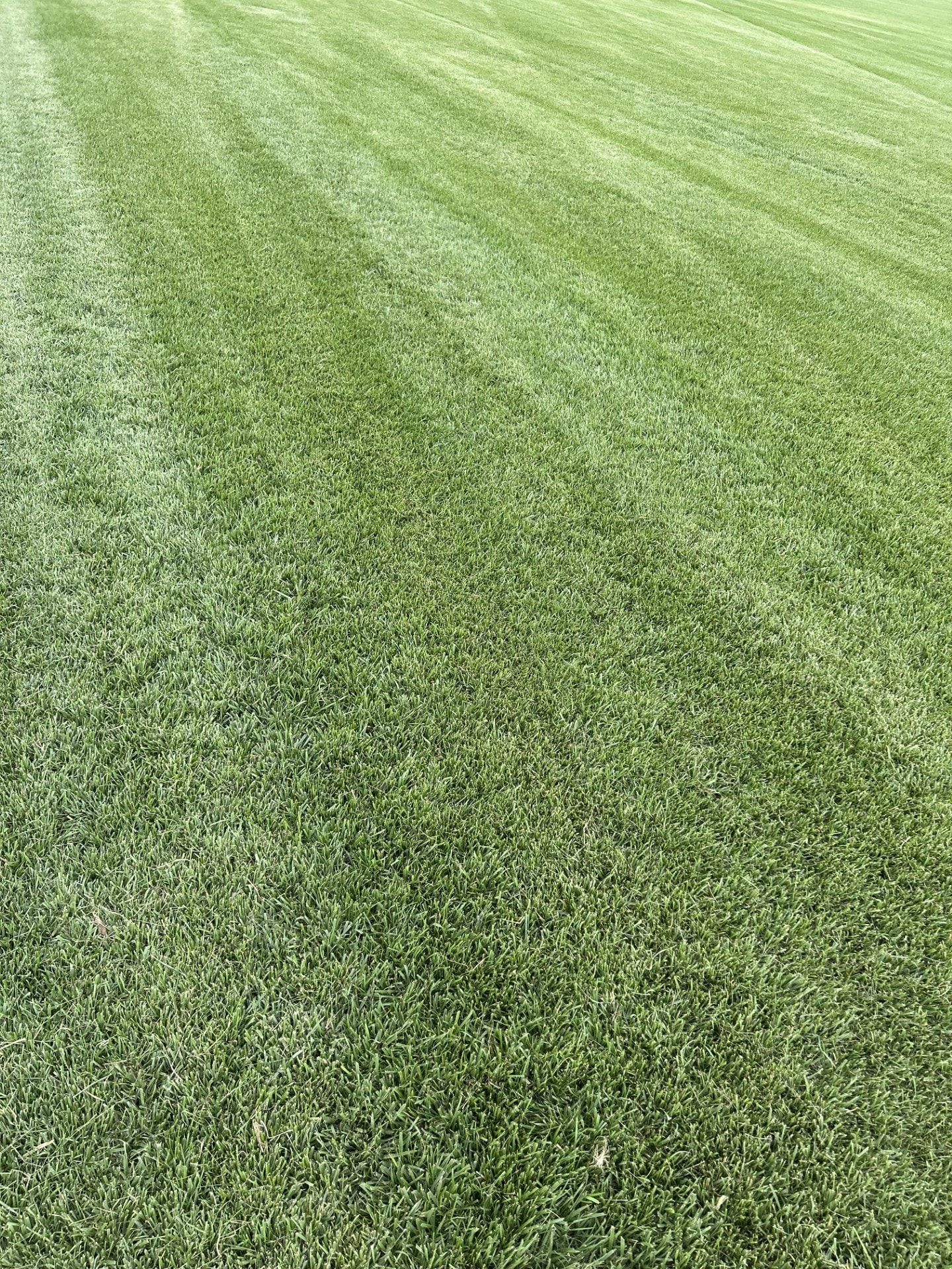 Woodward Turf Farms fields