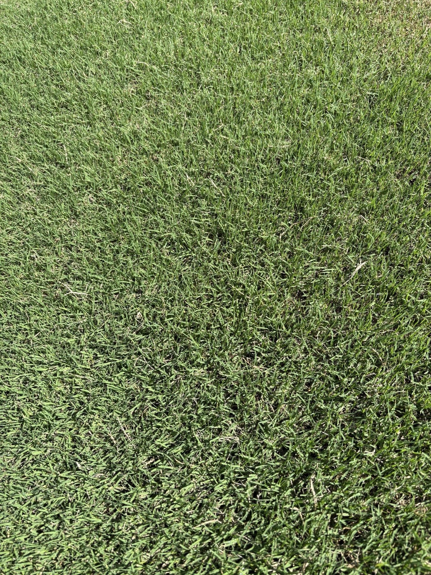 Bermuda — North Bridge sod